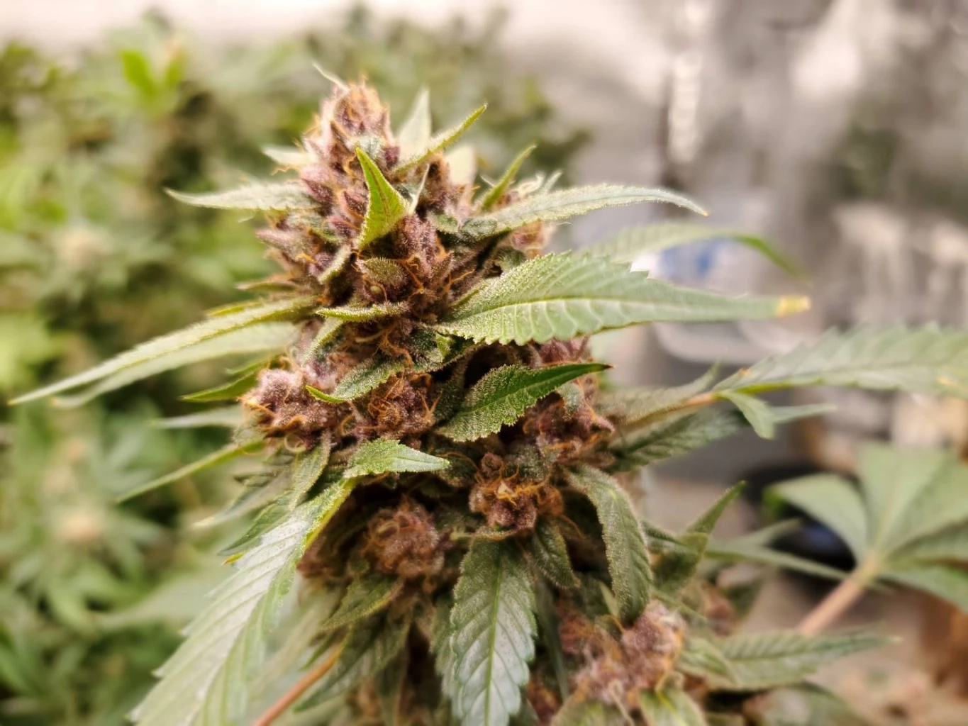 ส่องช่อดอกกัญชาฝีมือคนไทยกิโลกรัมละ1ล้านบาท