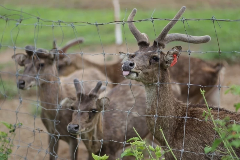 หลังคลายล็อกโควิด-19 การท่องเที่ยวพิษณุโลกกลับมาคึกคัก ช่วงหยุดยาว 5 วัน
