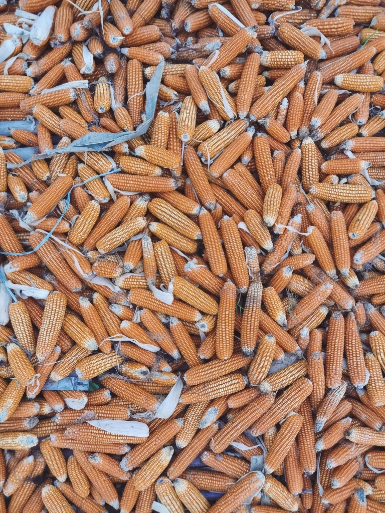 เปิดผลสำรวจ "ข้าวโพดเลี้ยงสัตว์" การผลิตจากปัจจัยรุมเร้า