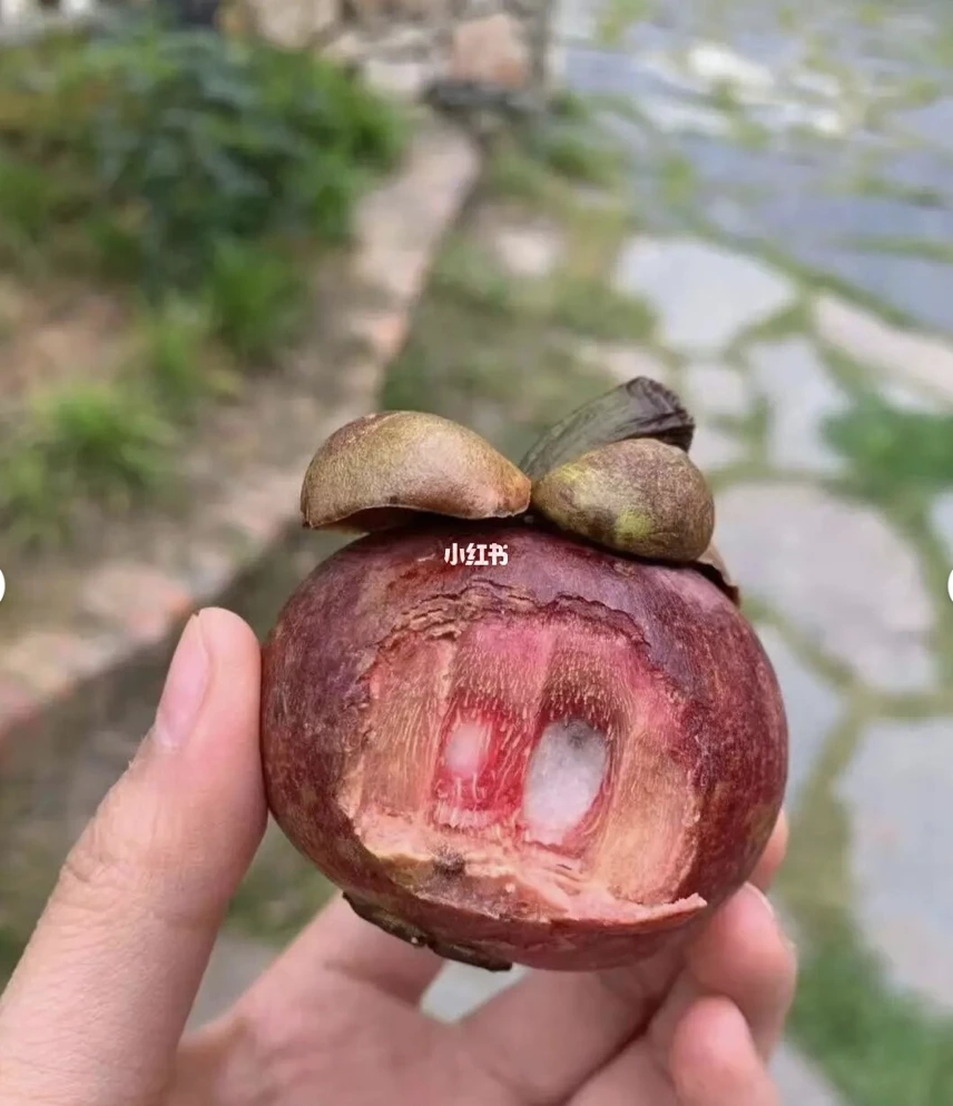 กินไปได้ไง ! ชาวเน็ตจีนโวย “มังคุด” ทั้งแพงทั้งขม