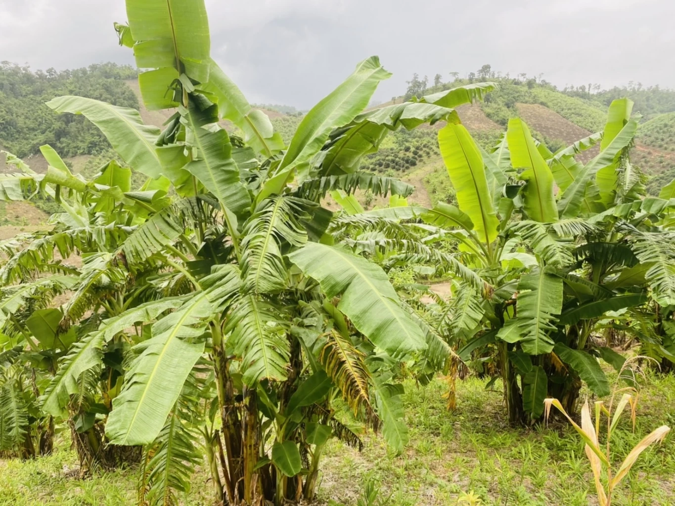 SUNจับมือวิสาหกิจชุมชนบ้านแควผลิต“กล้วยน้ำว้าหนึบ”