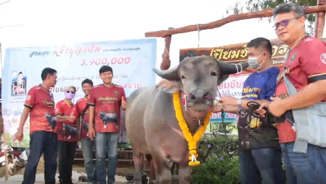 ฮือฮา ! เสี่ยหอบสินสอด 3.9 ล้านบาท สู่ขอควายหนุ่ม “เจ้าบุญเติม”