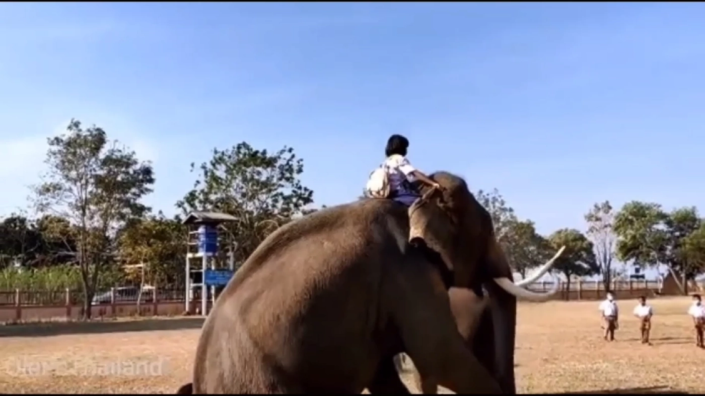 โซเชียลฮือฮา นักเรียนหญิง อายุ 11 ปี ขึ้นหลังช้างไปโรงเรียน