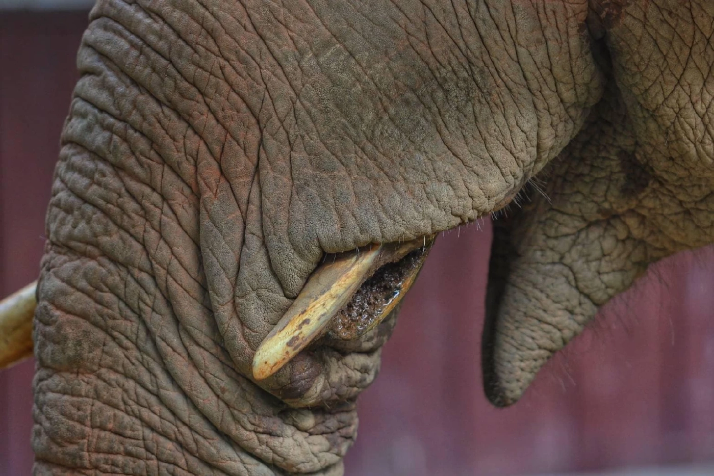 “พลายงาเดี่ยว” ปวดฟันออกมาขอความช่วยเหลือ  สภาพผอมลง งา 2 ข้างหลุดหาย