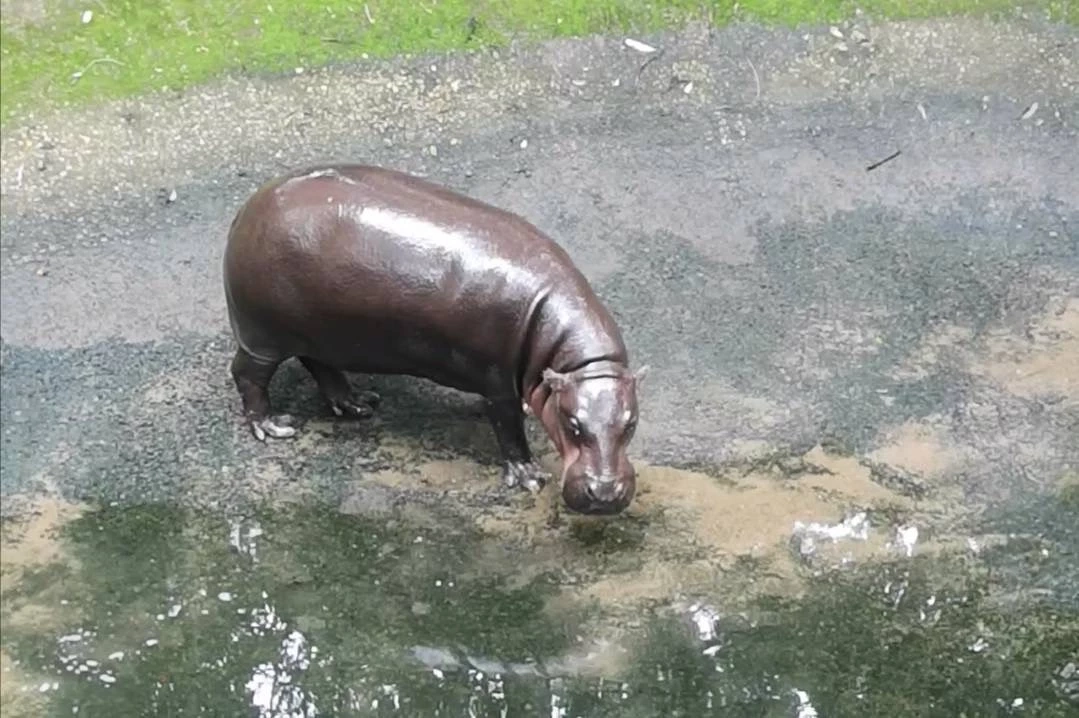 สุดน่ารัก"ฮิปโป"นอนแกล้งตายโชว์นักท่องเที่ยว