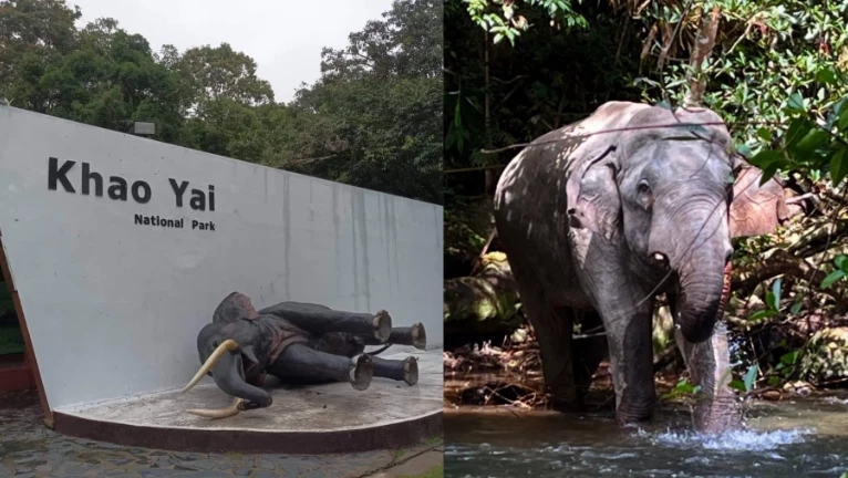 พลายเดี่ยวหลับ ย่องเงียบใช้งวงฟาด พลายนิ่ง ล้มคว่ำกลางดึก