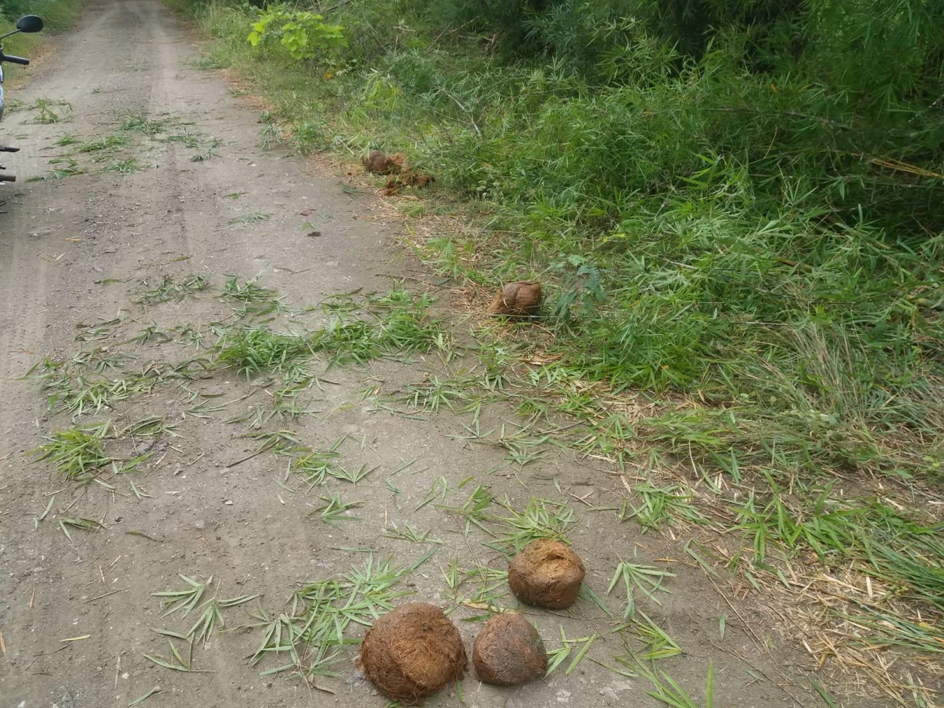 เตือนผู้ใช้ถนน 3199 กาญจนบุรี ระวังช้างป่าสุดดื้อ ออกจากป่าเข้าพื้นที่ ปชช.