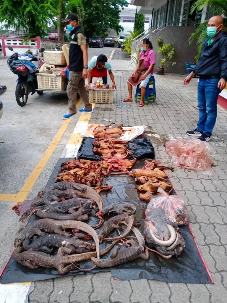 ปทส. รวบผัวเมียขายสัตว์ป่าให้พวกเปิบพิสดารกลางตลาดนัด ผงะของกลางเพียบ