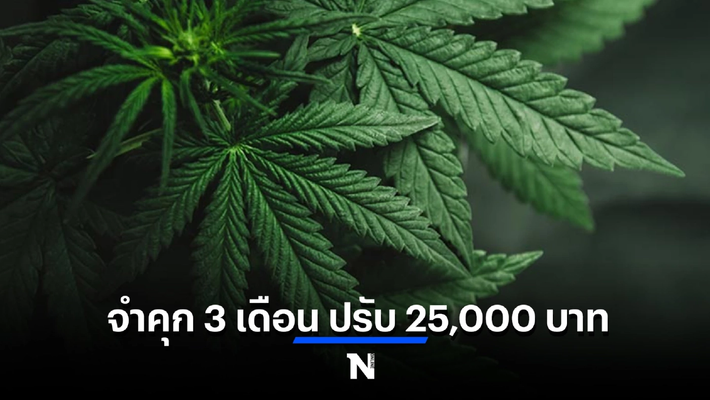 เตือนดังๆ สูบกัญชา-กัญชง หรือพืชอื่นใด เกิดกลิ่นหรือควัน โทษคุก 3 เดือน