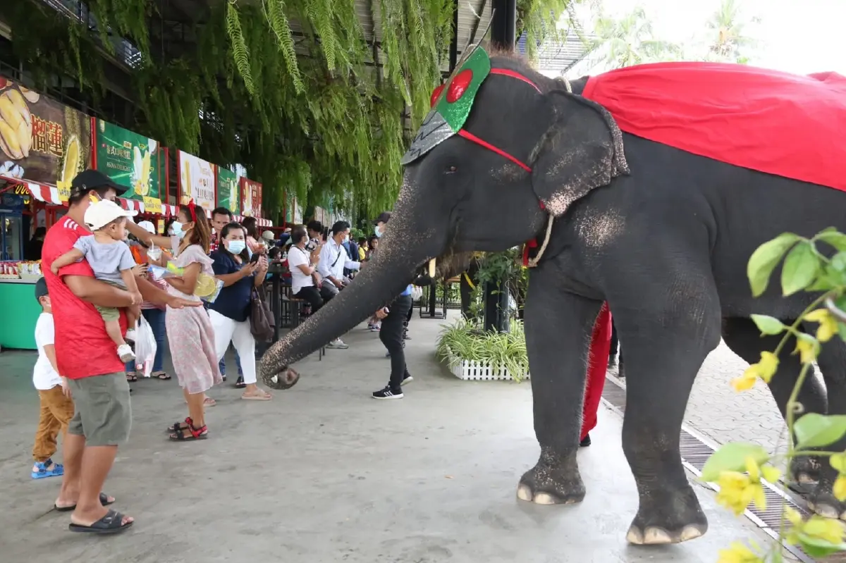สวนนงนุช : น้องช้างเข้าร่วมงาน 