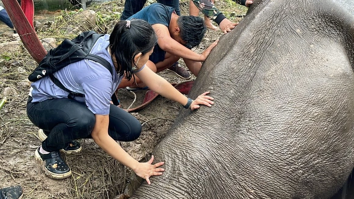 นาทีชีวิตช่วยแม่-ลูกช้างป่าตกท่อระบายน้ำรีสอร์ท นครนายก