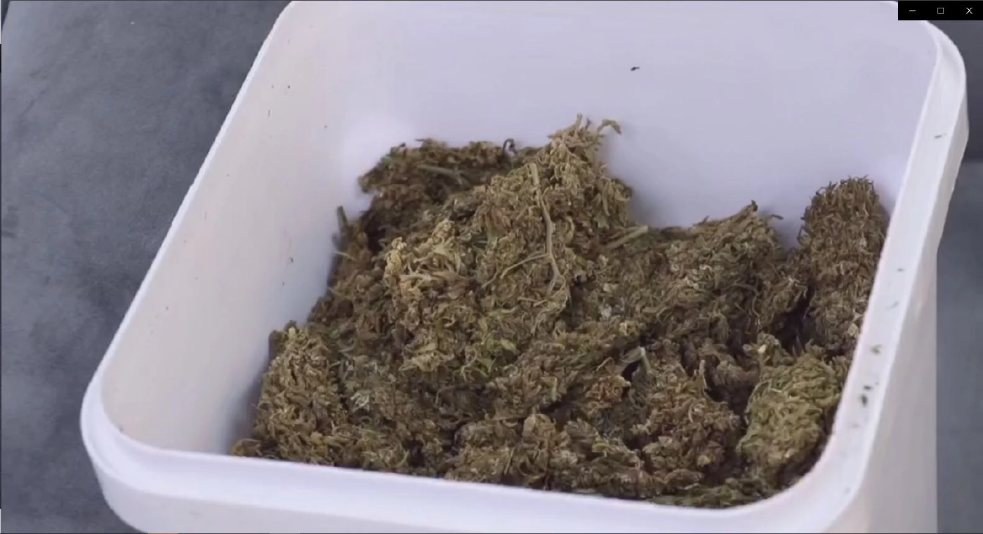 ผบ.ตร.สั่งกาง 4 ฐานความผิดกัญชา กม.ภูมิปัญหาแพทย์แผนไทย