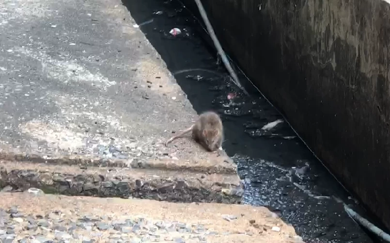 กองทัพหนูท่อบุกแฟลตดินแดงจากปัญหาความสกปรกและเสื่อมโทรม