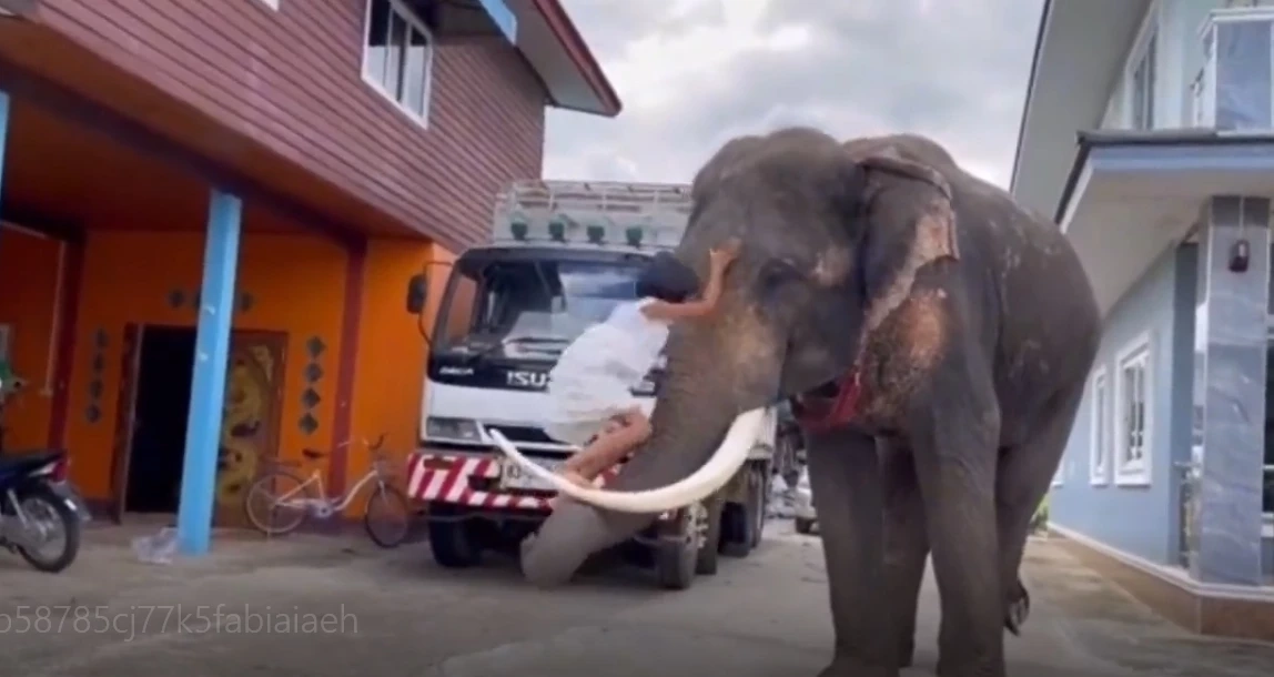 โซเชียลฮือฮา !  หนูน้อยขี่ช้างไปโรงเรียนทุกวัน เผยคุ้นเคยเหมือนเป็นพี่น้อง