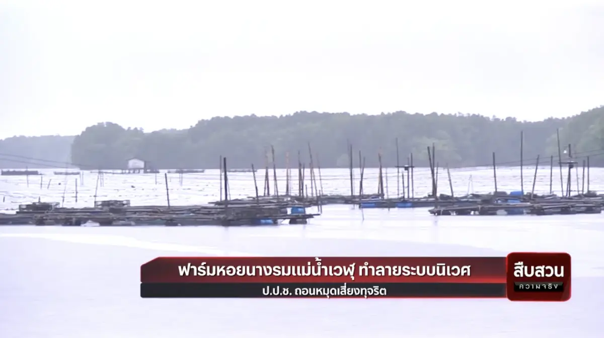 สืบสวนความจริง : ป.ป.ช.ถอนหมุดเสี่ยงฟาร์มหอยนางรม ทำลายระบบนิเวศ