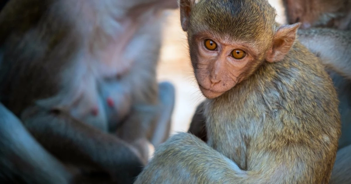 “WHO” ประกาศ “ฝีดาษลิง” เป็นภาวะฉุกเฉินด้านสาธารณสุขระหว่างประเทศแล้ว