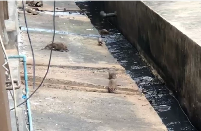 ไม่ง่าย 1 สัปดาห์จับหนูแฟลตดินแดงตั้ง 118 ตัว ชาวบ้านรับจัดการไม่ง่าย