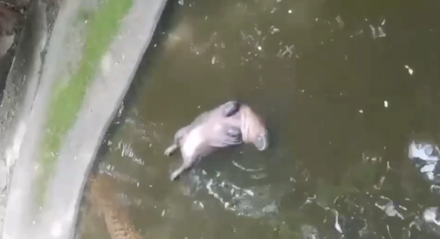 สุดน่ารัก"ฮิปโป"นอนแกล้งตายโชว์นักท่องเที่ยว