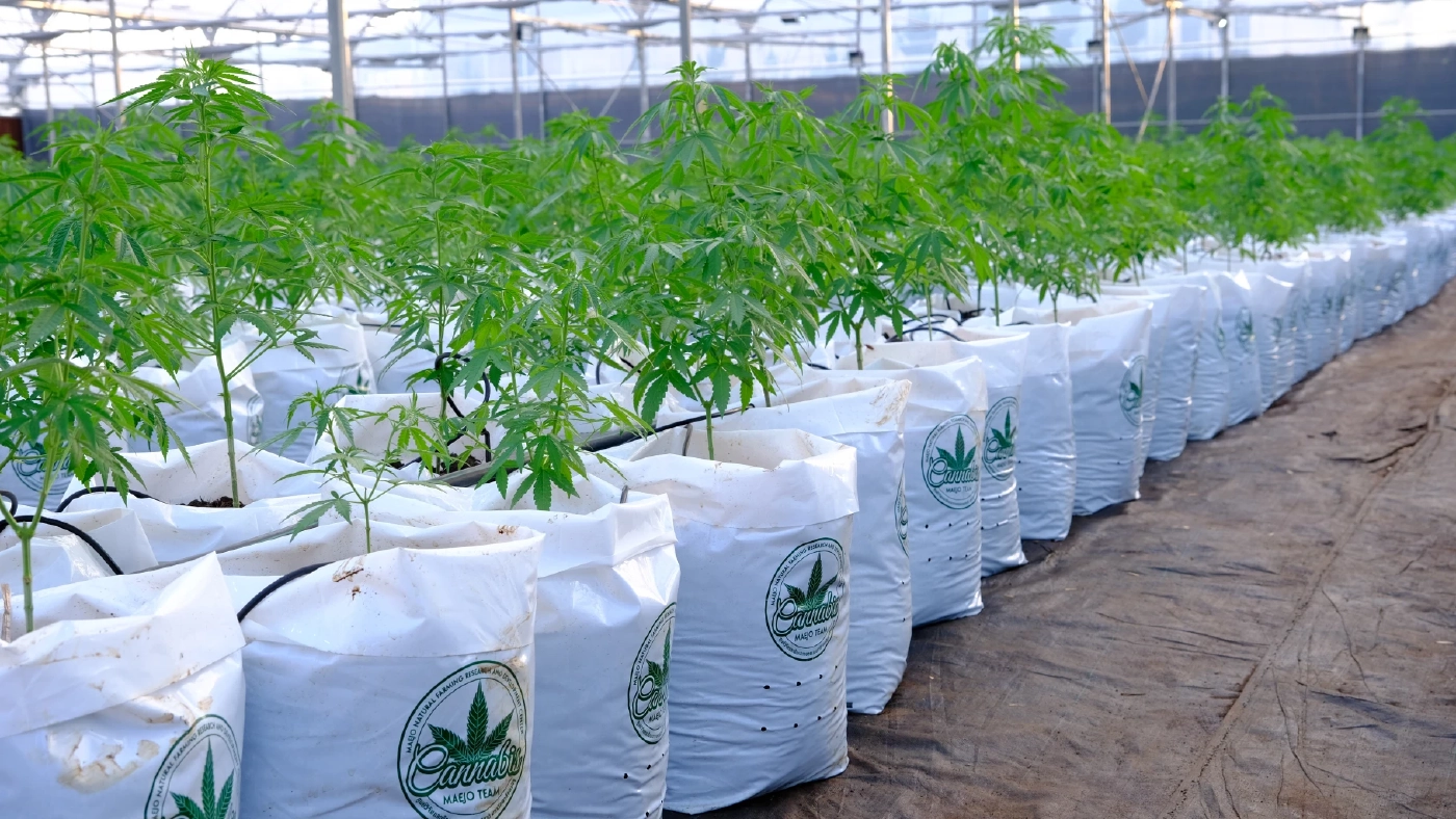 เฝ้าระวังกัญชาในกลุ่มเยาวชน ป้องกันการยกระดับพฤติกรรมไปเสพยาเสพติด