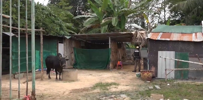 ตร.บุกค้นคอกวัวชน คลี่ปมจับเด็กเลี้ยงวัวขังล่ามโซ่ เจอคนลงมือก่อเหตุ