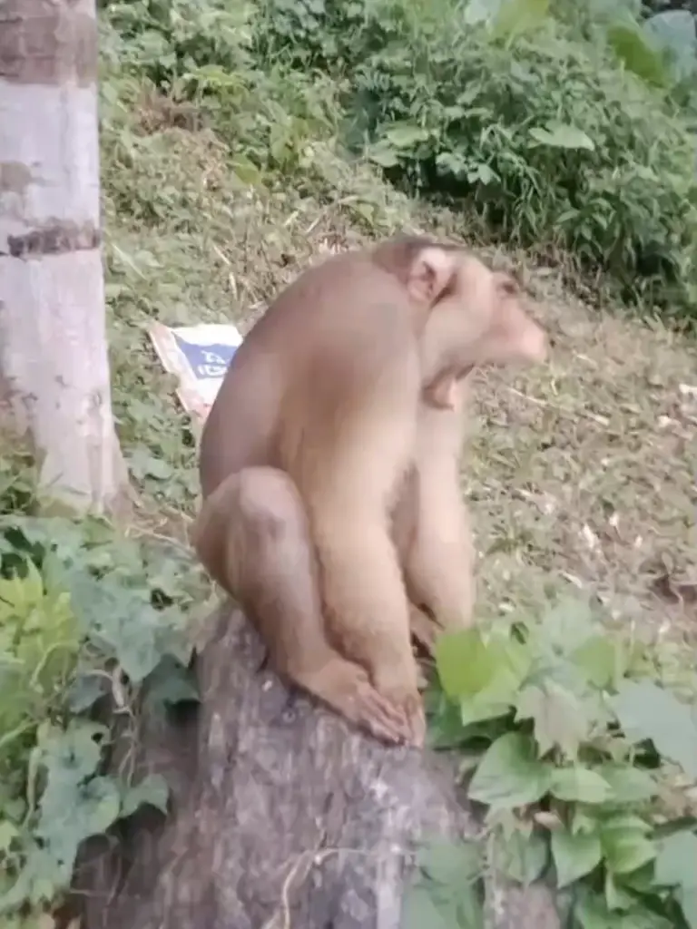 จัด 3 ทีมล่า "ลิงอันธพาล" ดักทำร้ายเด็กและสตรีเจ็บนับ 10  ล่าสุดยังไม่ได้ตัว