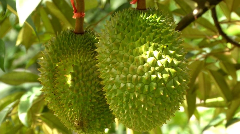 "ทุเรียนน้ำแร่”เคาะราคากก.ละ2,000บาทช่วยไกด์ตกงาน
