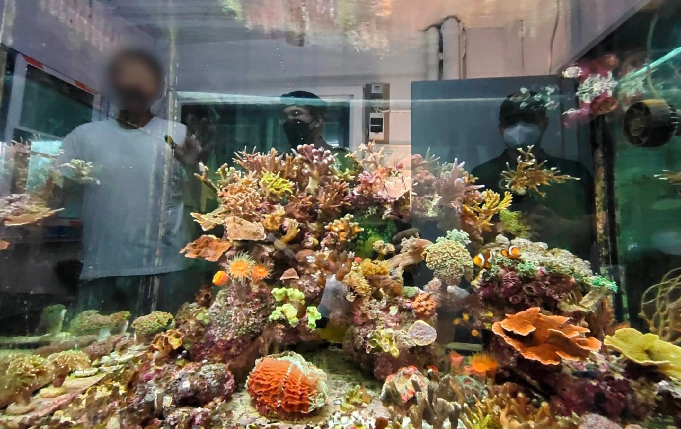 บุกจับหนุ่มค้าปะการัง-ดอกไม้ทะเลออนไลน์ ของกลางกว่า 300 ชิ้น