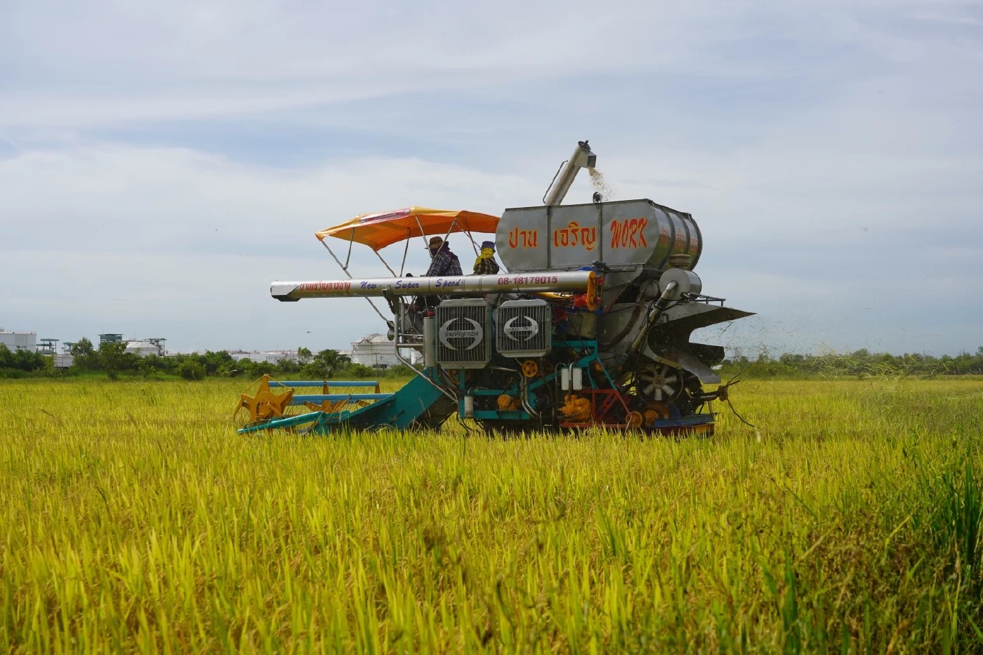 "ชัช เตาปูน” ลุยนาที่อยุธยา เกี่ยวข้าวที่ปลูกไว้แจกจ่ายช่วยเหลือคนยากจน