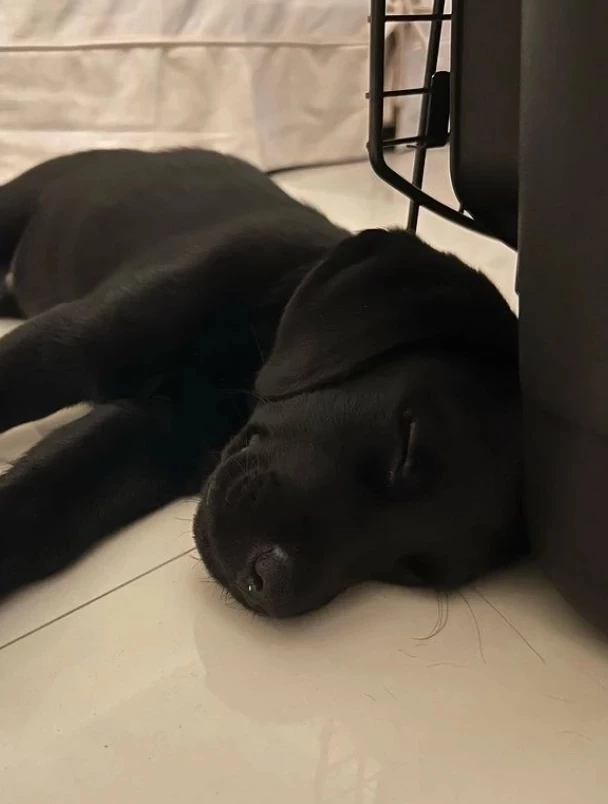 “วิกกี้-เวียร์ ศุกลวัฒน์” เผยข่าวดี มีสมาชิกใหม่ในครอบครัว