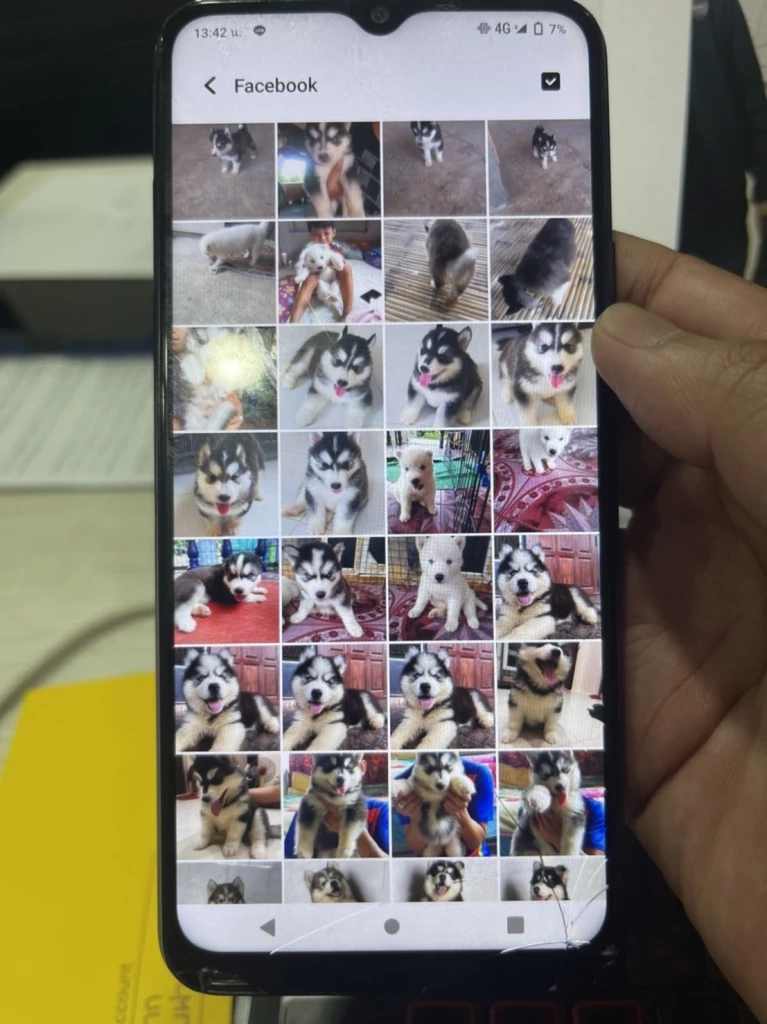 รวบตัวท็อป blacklist seller หลอกขายไซบีเรียนฮัสกี้ คดีเป็นหางว่าว