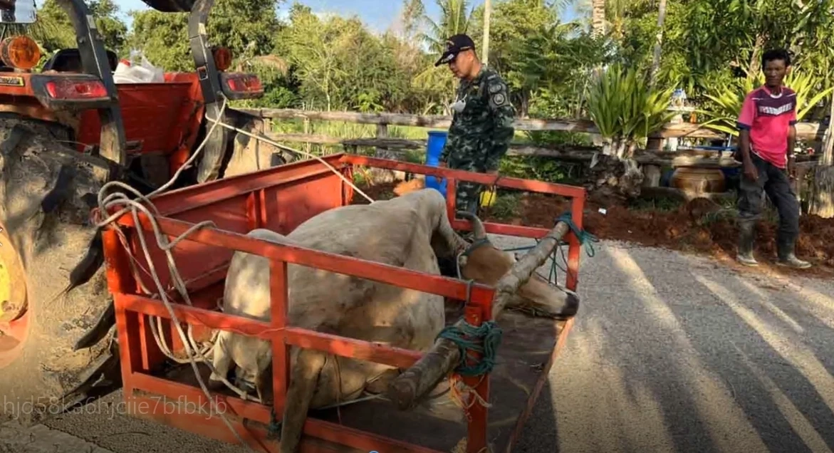ระเบิดสังหารบึ้มสนั่น "ตาพระยา" วัวชาวบ้านเหยียบขาหน้าขาด