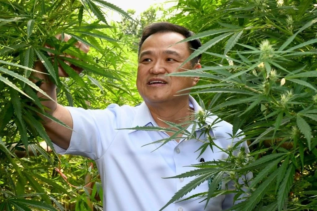 รมว.สาธารณสุขมาเลย์ ขอดูงานนโยบายกัญชา  ด้าน หมอหนู เตรียมพาชมถึงแปลงปลูก