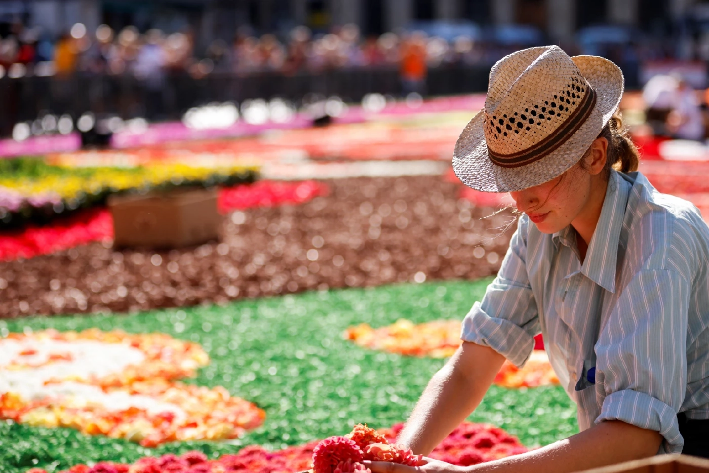 ประมวลภาพเทศกาล "พรมดอกไม้" ในเบลเยียม งดงามเหนือคำบรรยาย