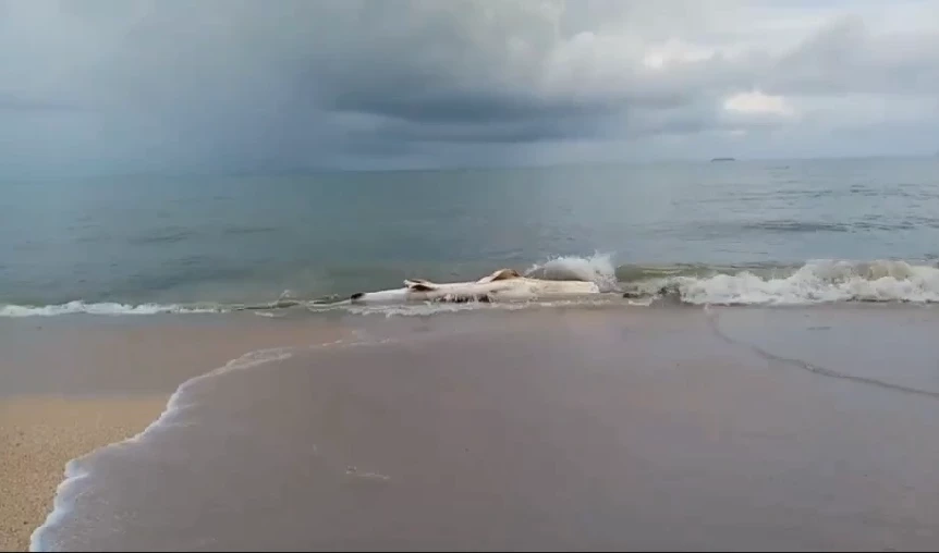 สุดเศร้า ฉลามวาฬยักษ์เกาะลันตาตาย นักดำน้ำไม่เจอ ก่อนพบลอยอืดติดชายหาด