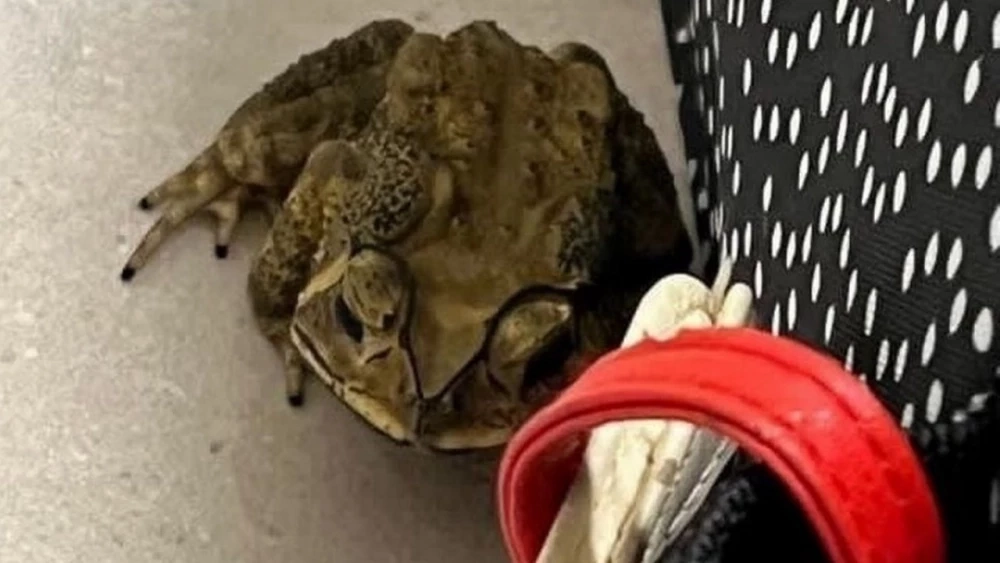 สุดอึ้ง!! สาวอังกฤษผงะพบคางคกไทยติดมากับกระเป๋าเดินทาง