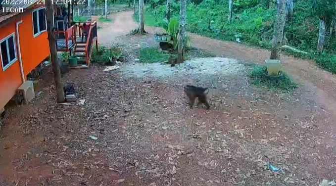 ชาวบ้านผวา ลิงยักษ์ไล่กัดคนแล้วเจ็บนับสิบ ขนาดไม่กล้าออกกรีดยาง (มีคลิป)