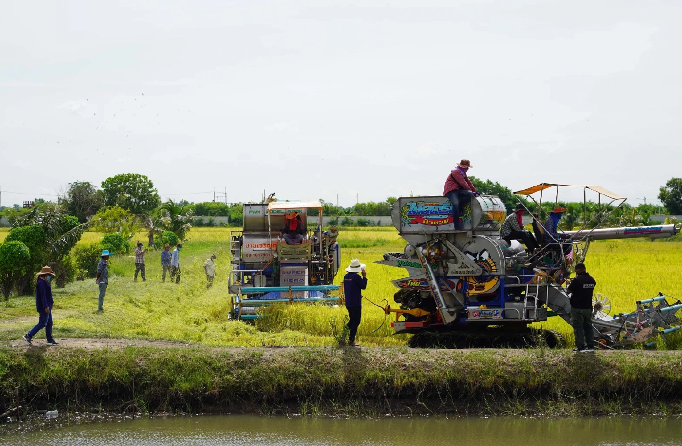 "ชัช เตาปูน” ลุยนาที่อยุธยา เกี่ยวข้าวที่ปลูกไว้แจกจ่ายช่วยเหลือคนยากจน