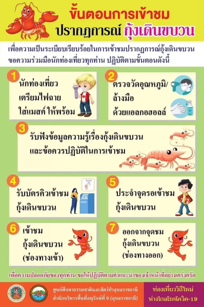 กรมอุทยานฯ ชวนชม "ปรากฏการณ์กุ้งเดินขบวน" แก่งลำดวน ที่เกิดขึ้นปีละครั้ง