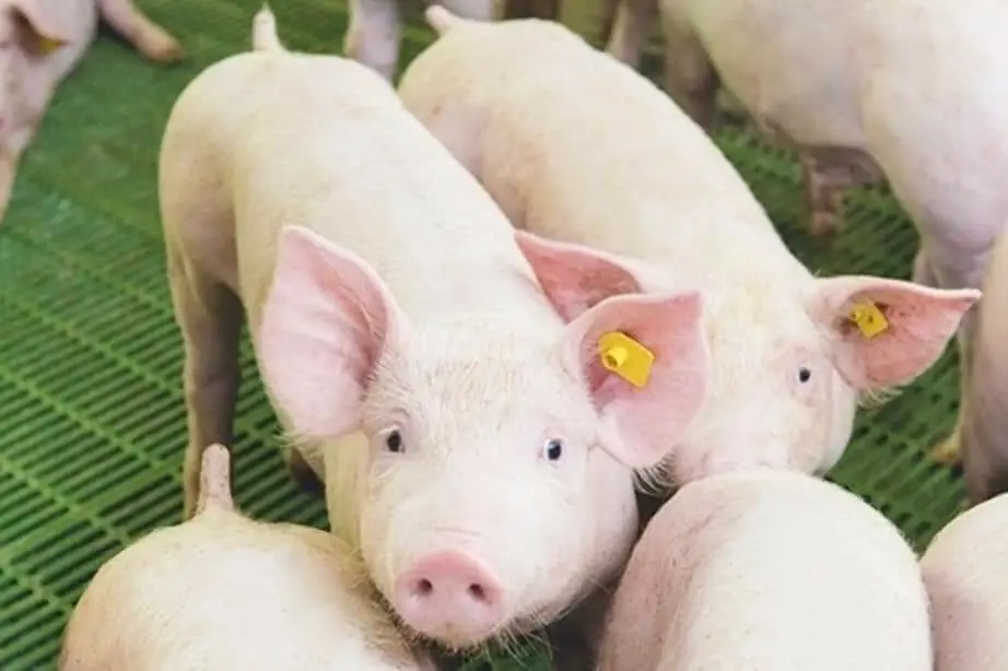 "หมูไทย"ปลอด ASF มากกว่า 50 วัน ลุยช่วยเกษตรกรรายย่อย ตั้ง Pig Sandbox สู้โรค