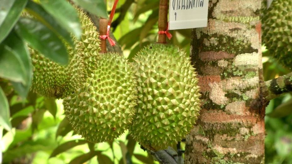 "ทุเรียนน้ำแร่”เคาะราคากก.ละ2,000บาทช่วยไกด์ตกงาน