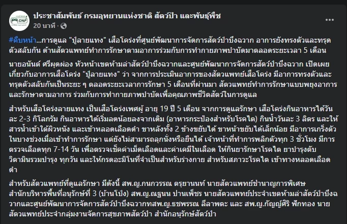 กรมอุทยานฯ อัปเดตอาการ "ปู่ลายแทง" เสือโคร่งขวัญใจบึงฉวาก จนท.ดูแลใกล้ชิด