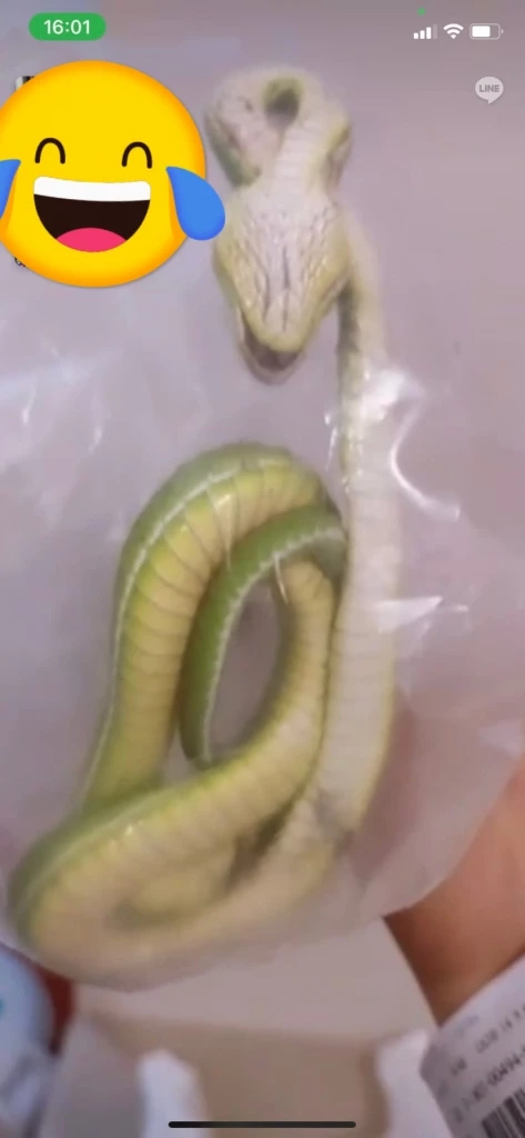 สาวโวย ถูกงูกัดในห้างดังย่านบางแค ห้างไม่รับผิดชอบบอกไม่ใช่เจ้าของงู