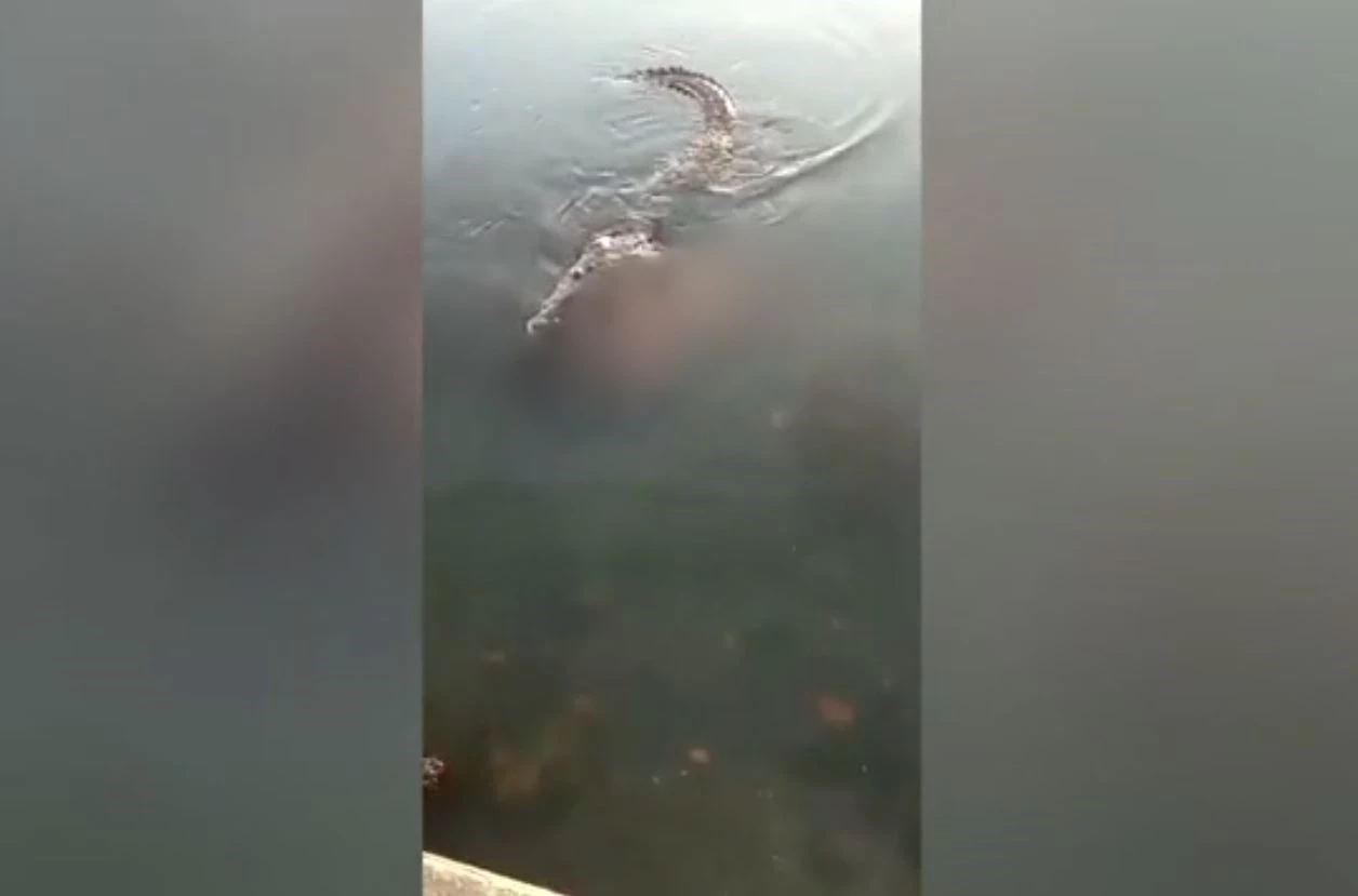 หนุ่มเม็กซิกันดับ เพราะไม่สนป้ายเตือนจระเข้