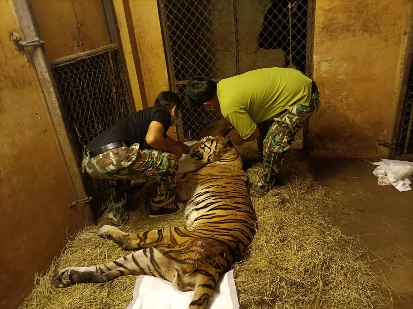 กรมอุทยานฯ อัปเดตอาการ "ปู่ลายแทง" เสือโคร่งขวัญใจบึงฉวาก จนท.ดูแลใกล้ชิด