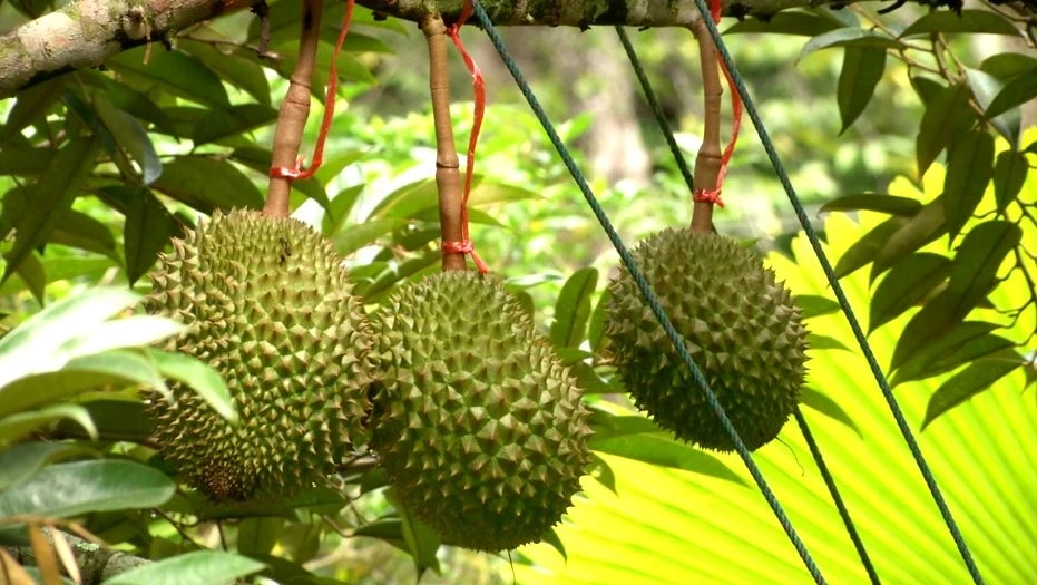 "ทุเรียนน้ำแร่”เคาะราคากก.ละ2,000บาทช่วยไกด์ตกงาน