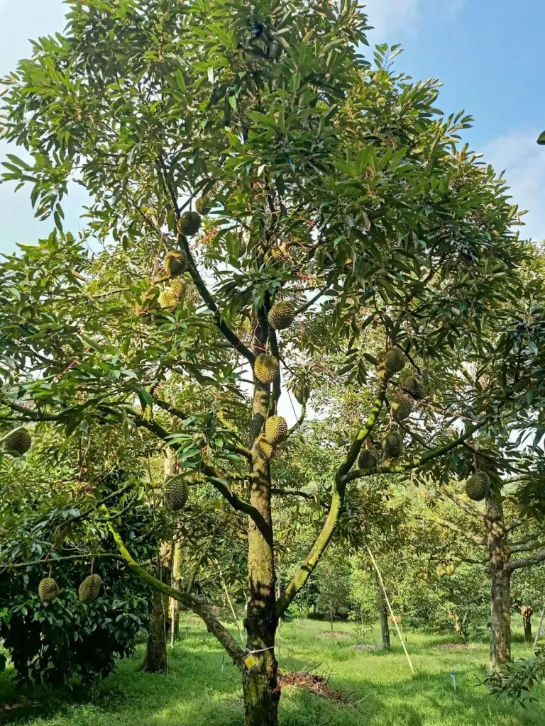 สวนทุเรียน จ.จันทบุรี