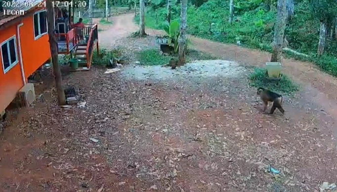 ชาวบ้านผวา ลิงยักษ์ไล่กัดคนแล้วเจ็บนับสิบ ขนาดไม่กล้าออกกรีดยาง (มีคลิป)