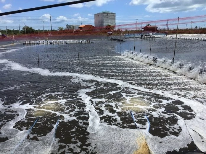 หวั่นนำเข้ากุ้งเอกวาดอร์ทำลายอุตสาหกรรมกุ้งไทย ขอนายกฯระงับคำสั่ง