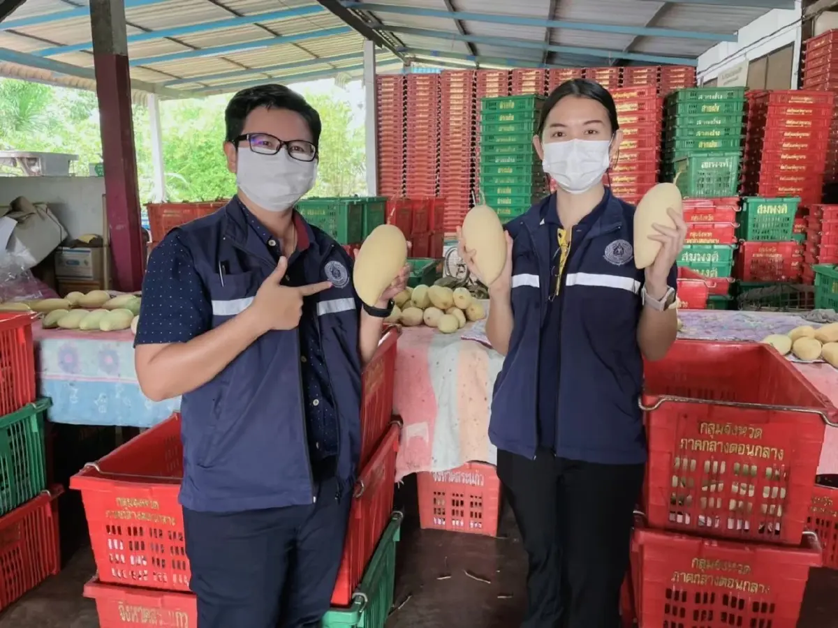 เกษตรสระแก้ว ดึงเทคนิคประยุกต์ "แอร์บลัส" ยกศักยภาพ "มะม่วงน้ำดอกไม้"