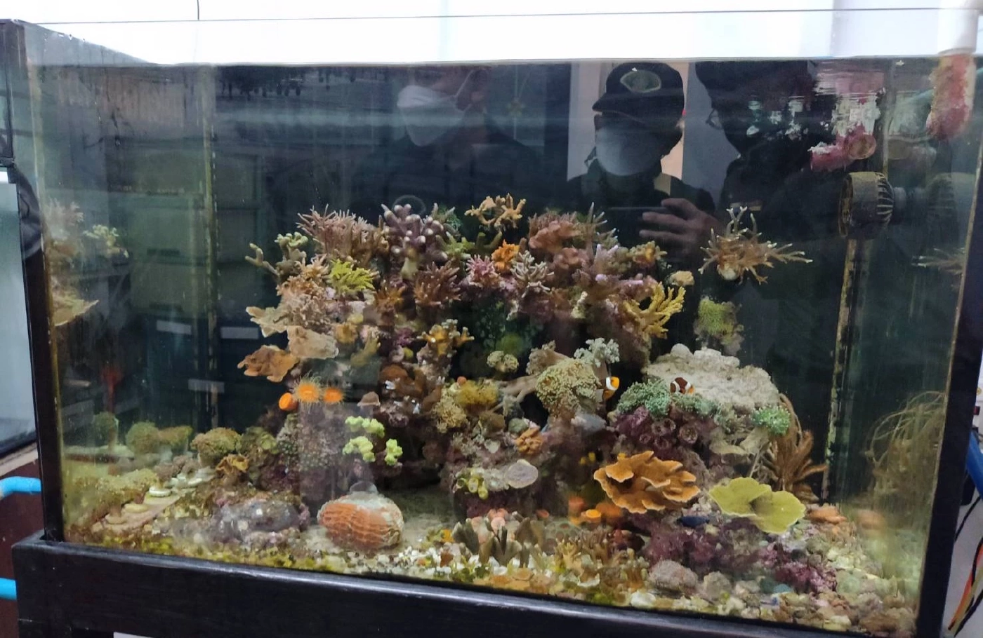 บุกจับหนุ่มค้าปะการัง-ดอกไม้ทะเลออนไลน์ ของกลางกว่า 300 ชิ้น